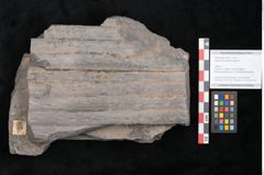 Foto (Objekt + Etikett) von Sigillaria elongata Brongniart (NHMW-GEO-2024-0188-11055)